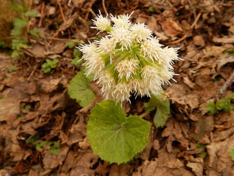 Petasites albus